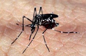 Aedes