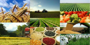 Mercado Agro