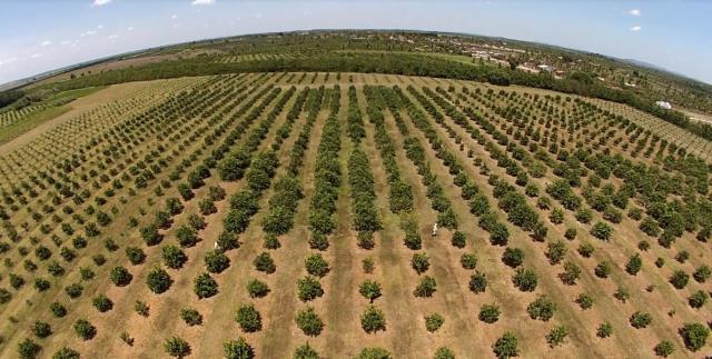 Senar oferece cursos de administração rural, pecuária de corte, equideocultura e fruticultura