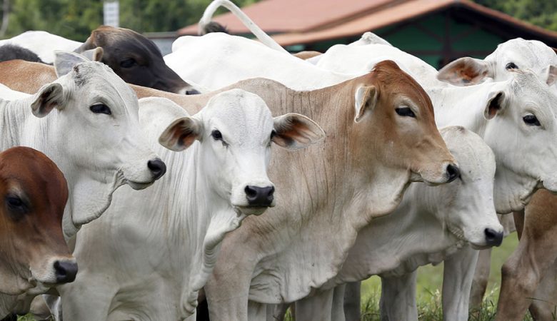 Produção de carne bovina no Brasil deve apresentar queda em 2021