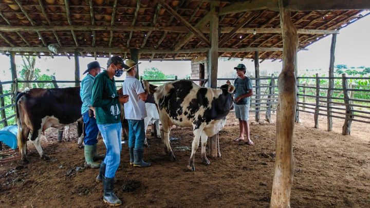Sergipe é o sexto estado em produtividade de leite no Brasil