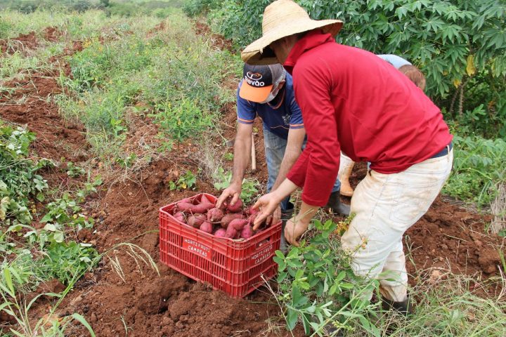 Produtores desafiam tradições no cultivo de batata-doce