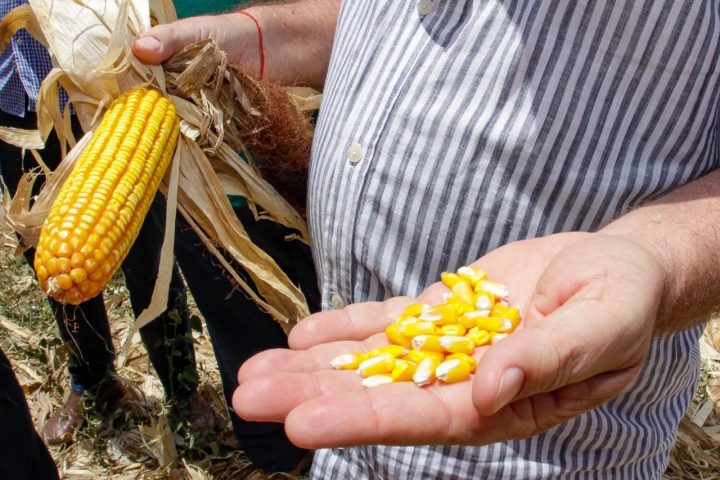 ICMS para produção de milho continuará reduzido em Sergipe