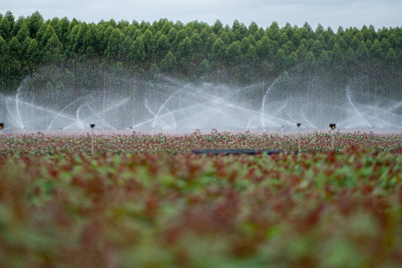 Irrigação 4.0 reduz consumo de água