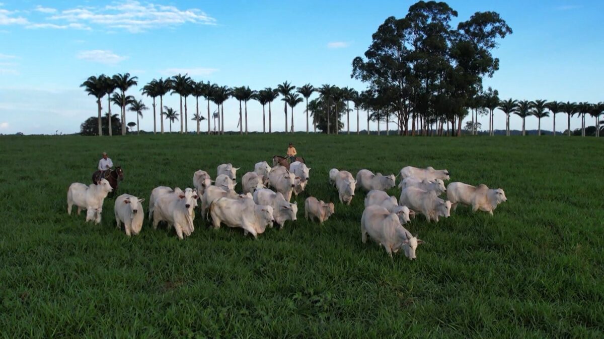 34 cidades do ES têm mais bois e vacas do que habitantes; veja os números por município