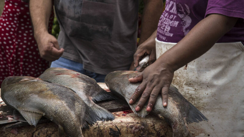 China supera o Brasil na piscicultura e deserto surpreende com produção de pescado