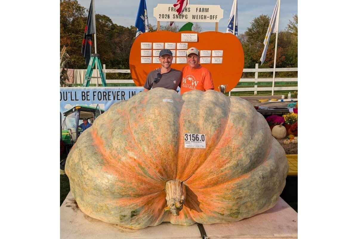 Produtor colhe abóbora de quase 1.500 kg nos EUA e mira recorde mundial