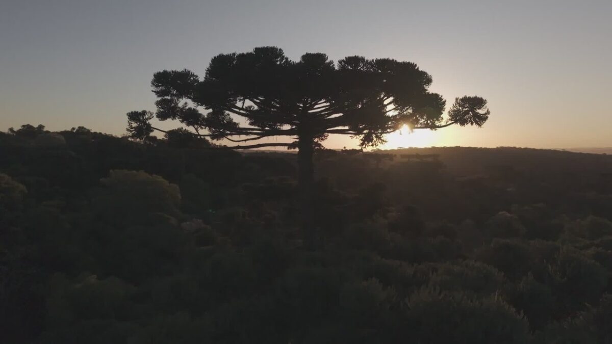Araucária de até 500 anos cai em SC e mobiliza clonagem