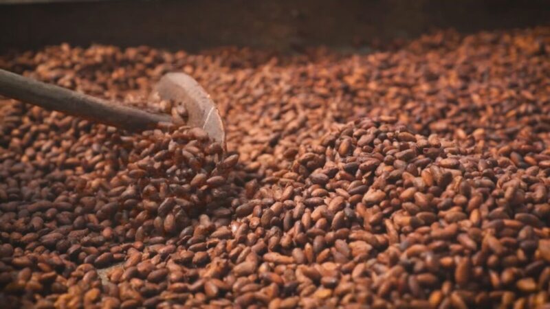 Cacau brasileiro conquista a Europa, mas mudanças climáticas ameaçam futuro do chocolate