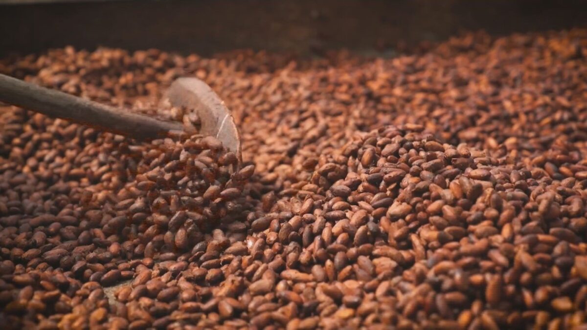 Cacau brasileiro conquista a Europa, mas mudanças climáticas ameaçam futuro do chocolate