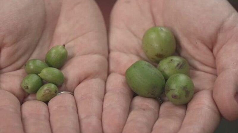 Café raro com frutos gigantes é descoberto no interior do Pará
