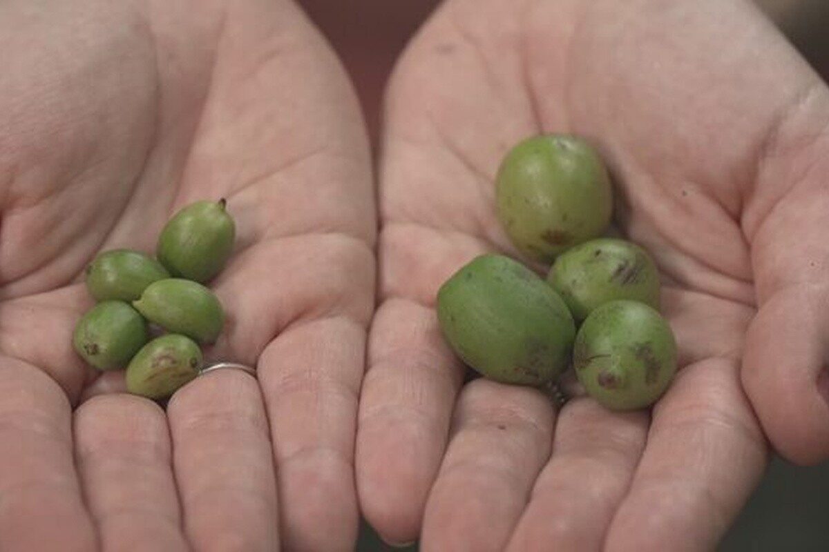 Café gigante e raríssimo é encontrado na Amazônia; espécie representa 0,01% da produção mundial