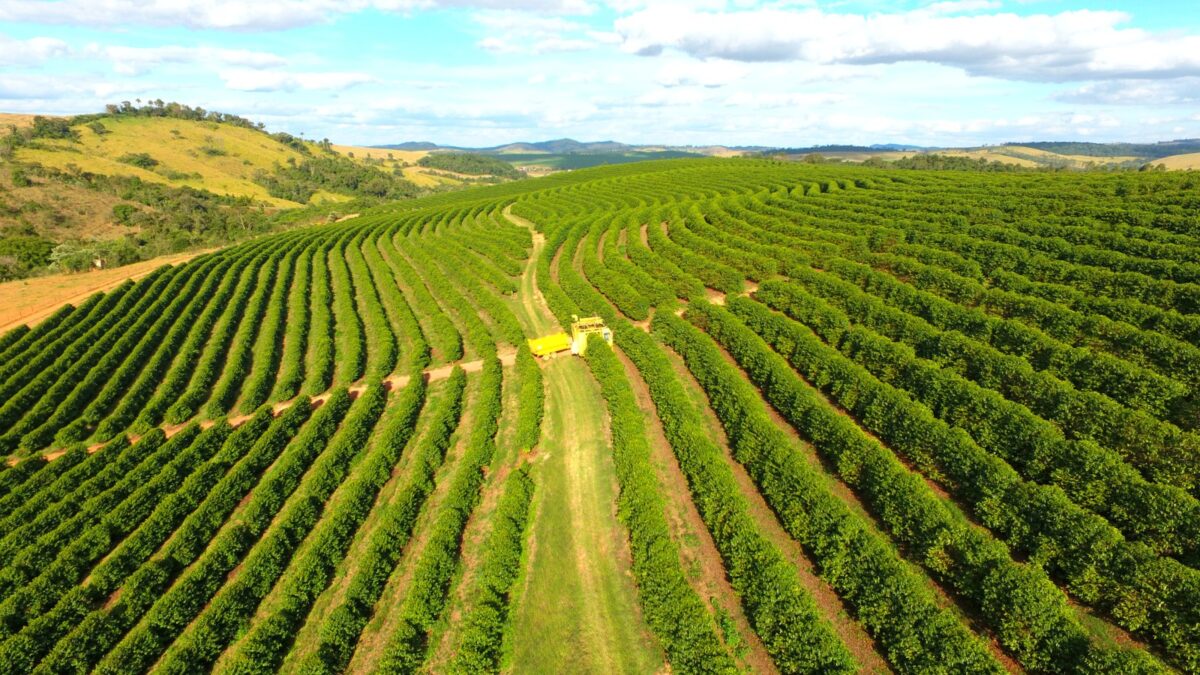 Poder de compra de fertilizantes pelo produtor de café recua na safra