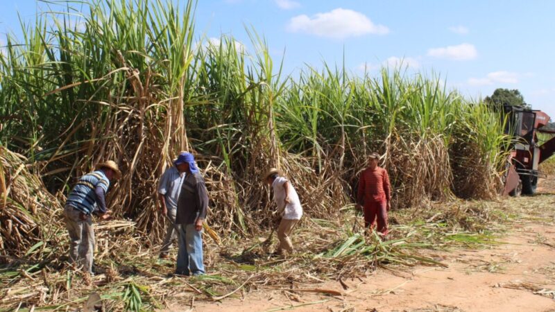 Câmara aprova incentivos fiscais para cana no Nordeste