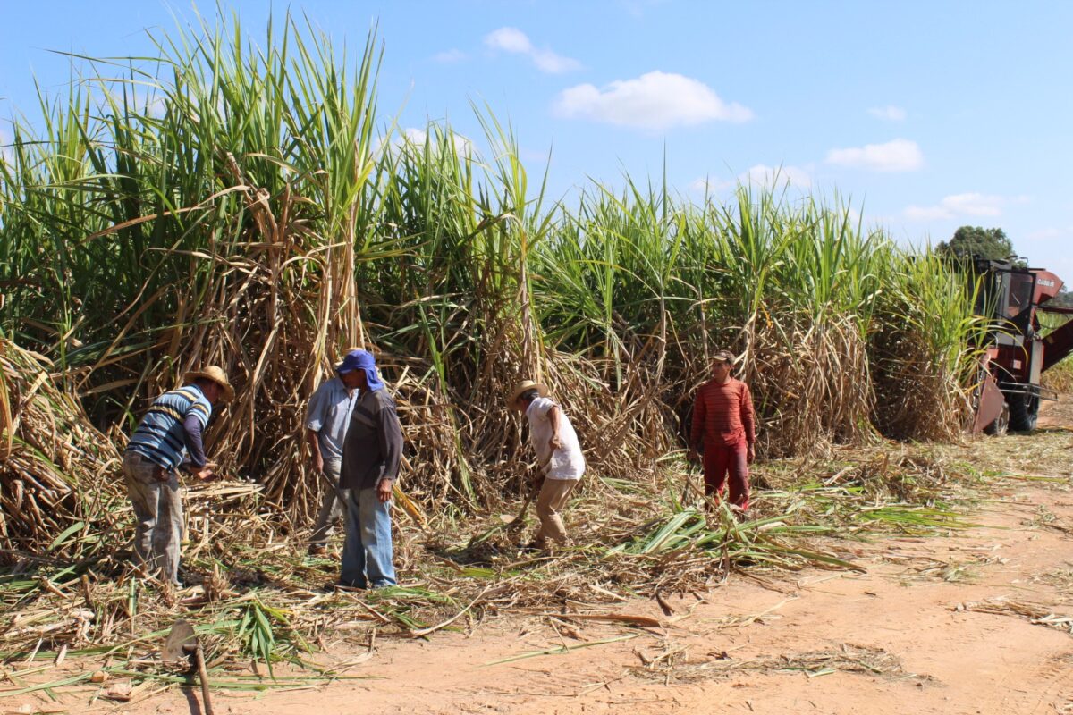 Câmara aprova incentivos fiscais para cana no Nordeste