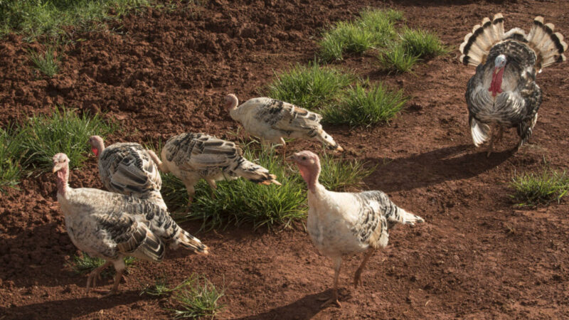 China, México e Chile barram frango do Brasil após foco em SC