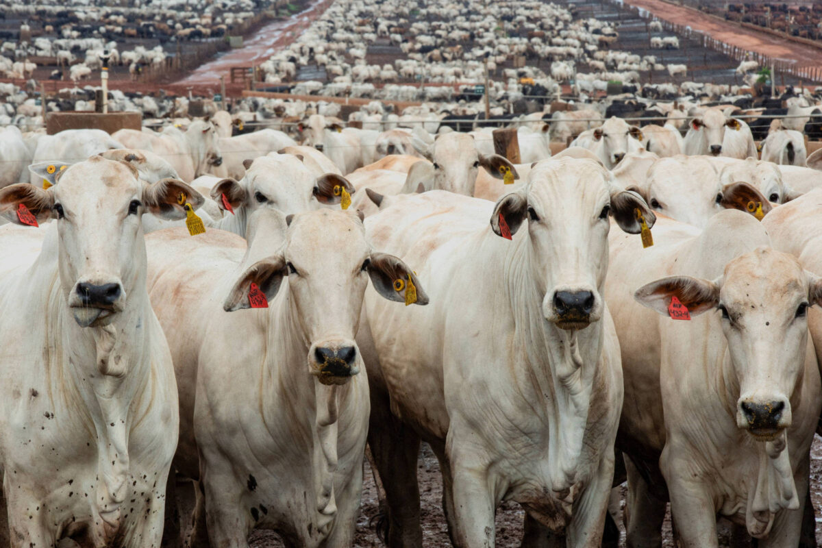 Demandas externa e interna sustentam o preço da arroba de boi
