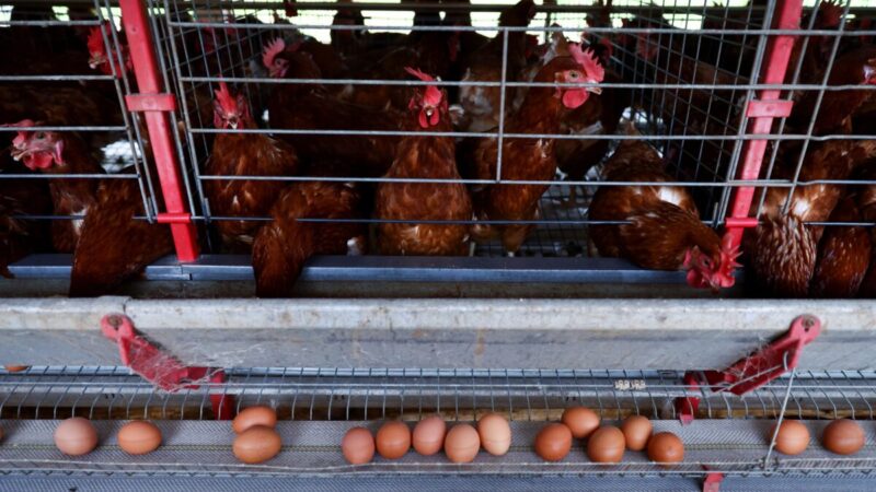 Frango chinês até 20% mais barato ameaça liderança do Brasil