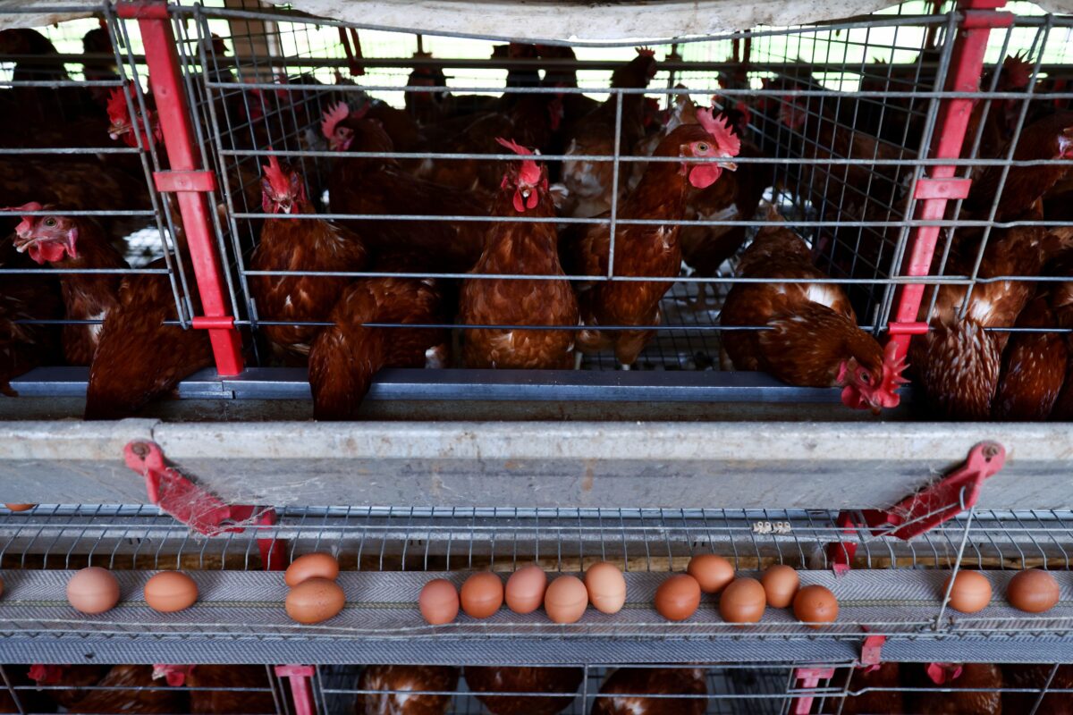 Frango chinês até 20% mais barato ameaça liderança do Brasil