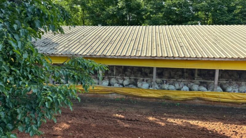Doença de Newcastle: 6 mil perus são abatidos no Oeste de SC