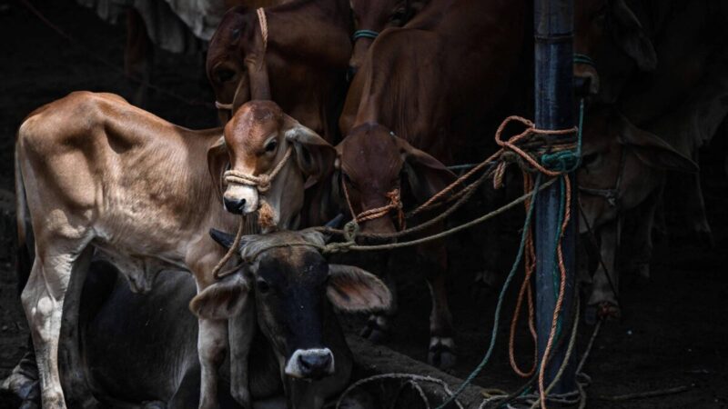 El niño provoca crise e desvalorização no gado em El Salvador