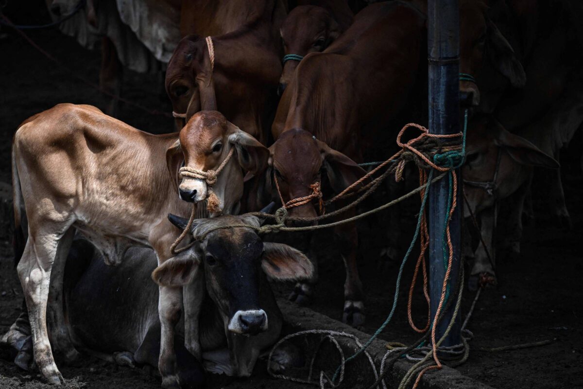 El niño provoca crise e desvalorização no gado em El Salvador