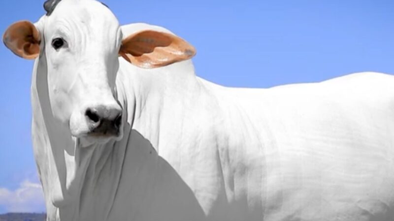 Embrapa lança guia gratuito sobre touro nelore melhorado