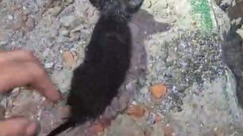 Bombeiros resgatam gatos presos em tubulação em Aracaju