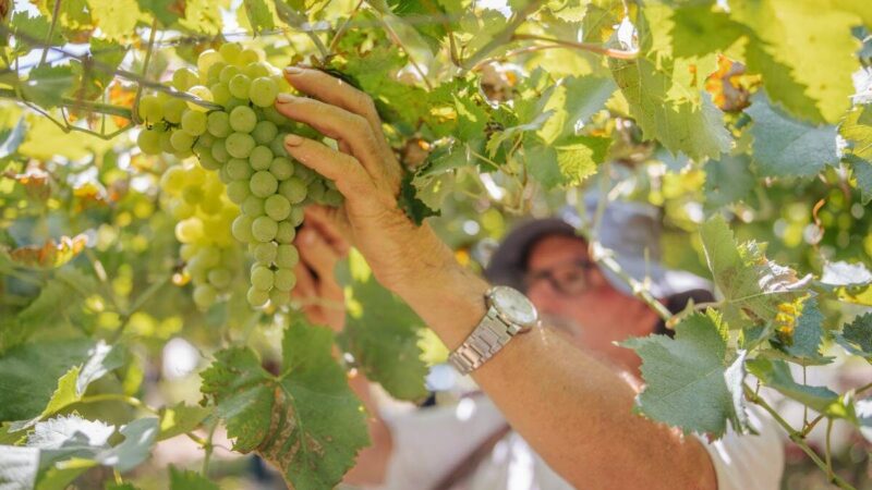 Vinícola Garibaldi mira R$ 350 milhões com novos rótulos de uvas exóticas