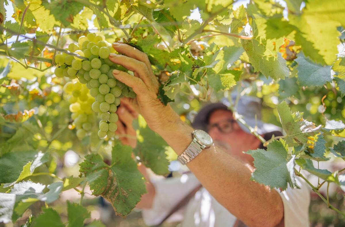 Vinícola Garibaldi mira R$ 350 milhões com novos rótulos de uvas exóticas