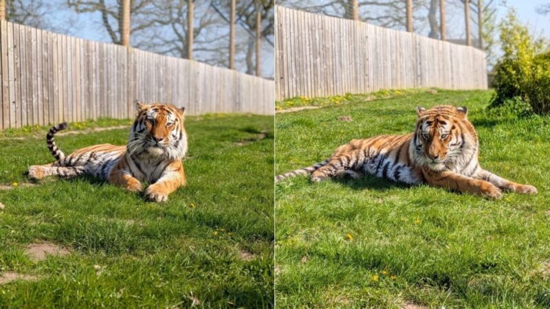 Homem morre após invadir recinto de tigre em zoológico britânico