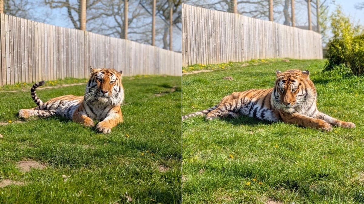 Homem morre após invadir recinto de tigre em zoológico britânico