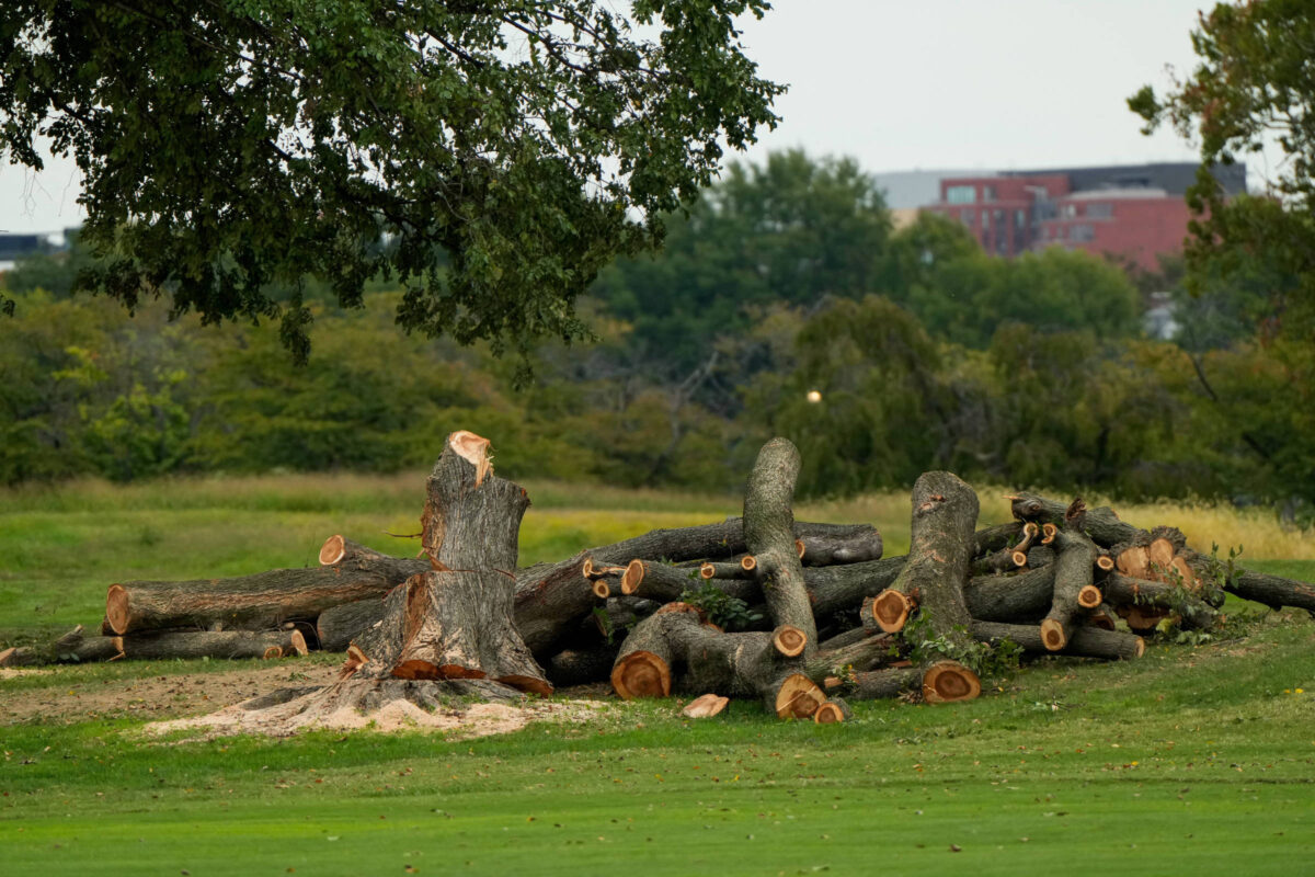 Juíza federal paralisa corte de árvores em campo de golfe de Trump