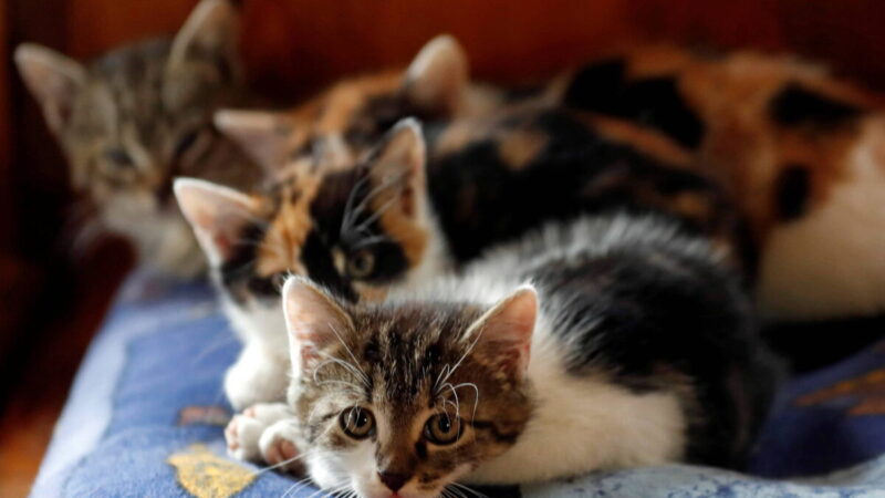 MBRF Pet inicia exportação aos EUA em busca do maior mercado global para rações de cães e gatos