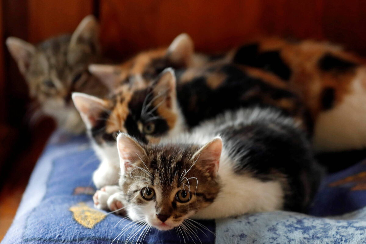MBRF Pet inicia exportação aos EUA em busca do maior mercado global para rações de cães e gatos