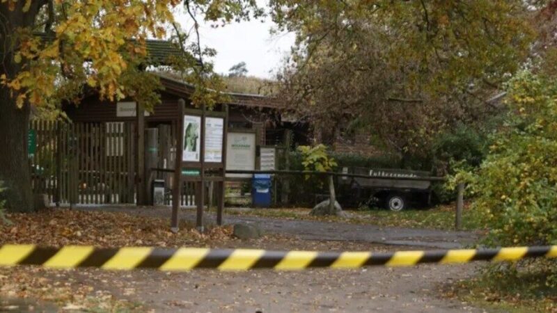 Menina de 8 anos sofre ferimentos graves após ser atacada por lobo em zoológico na Alemanha