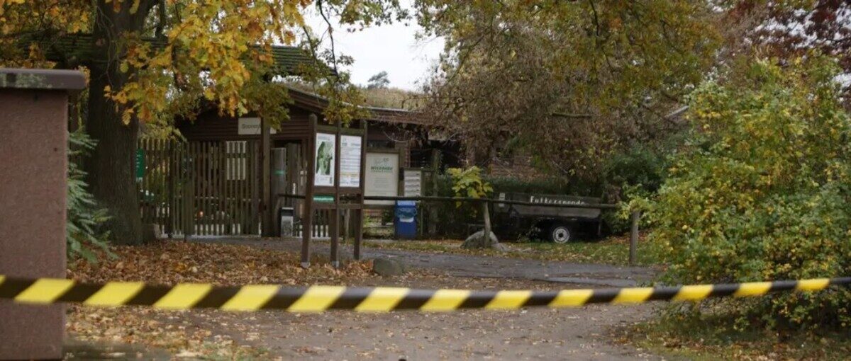 Menina de 8 anos sofre ferimentos graves após ser atacada por lobo em zoológico na Alemanha