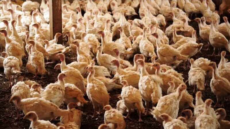 México proíbe carne de frango do Brasil depois de foco de Newcastle