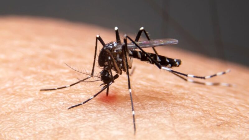 Mudanças climáticas aceleram avanço de doenças infecciosas no Brasil