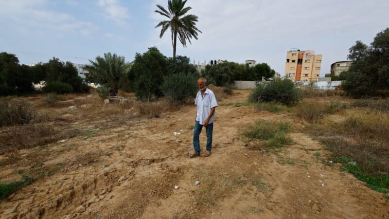 Destruição de oliveiras faz produção de azeite despencar em Gaza