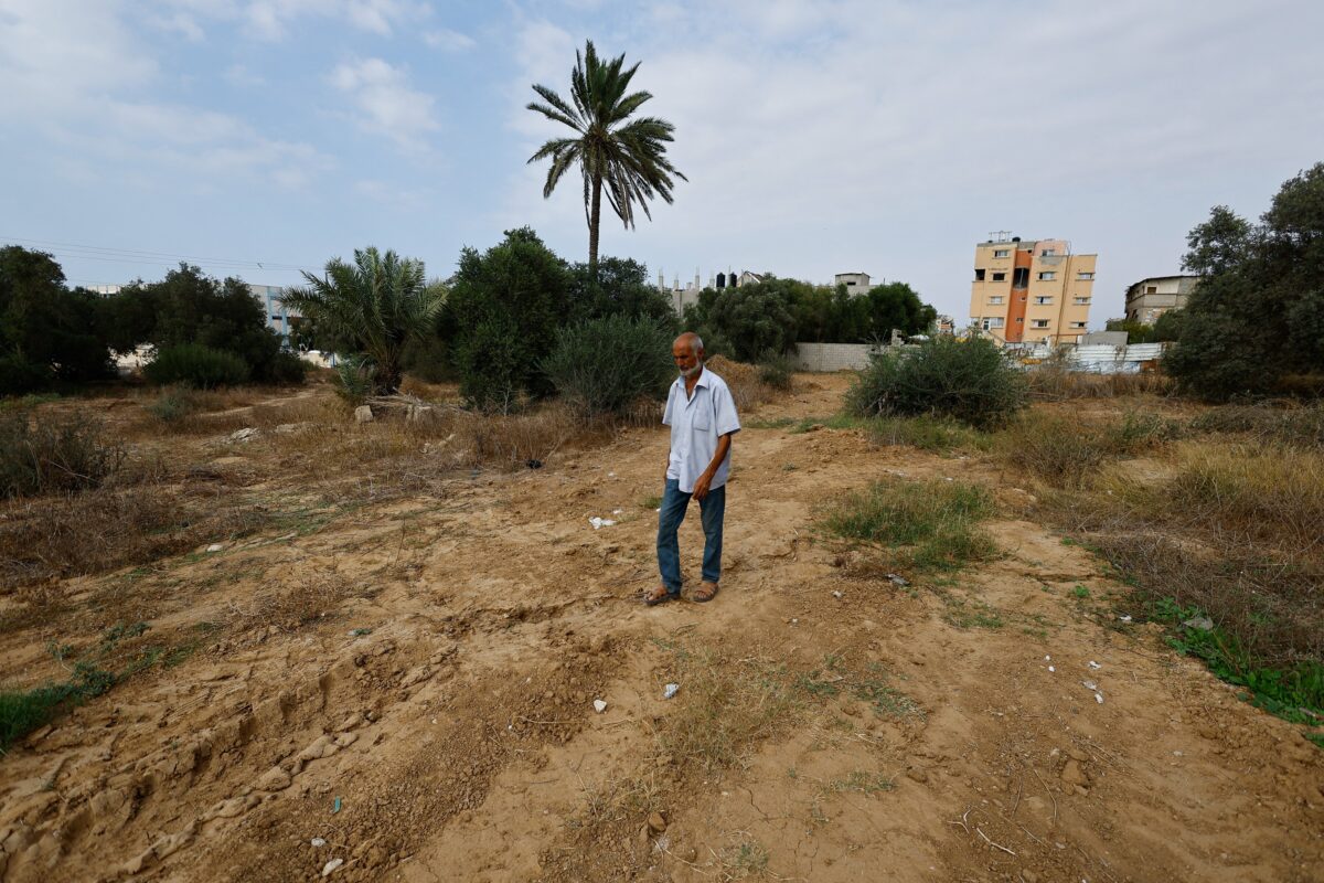 Destruição de oliveiras faz produção de azeite despencar em Gaza