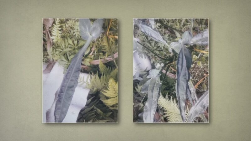 Planta misteriosa em quintal intriga moradora de São Paulo
