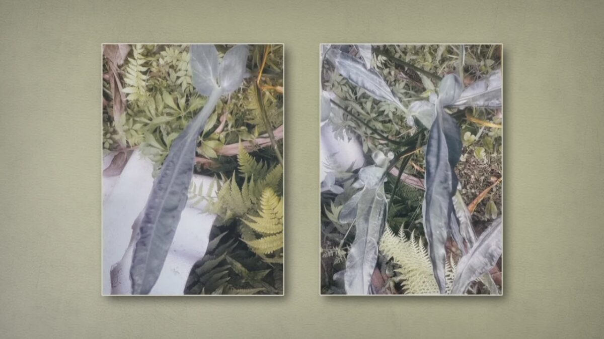 Planta misteriosa em quintal intriga moradora de São Paulo