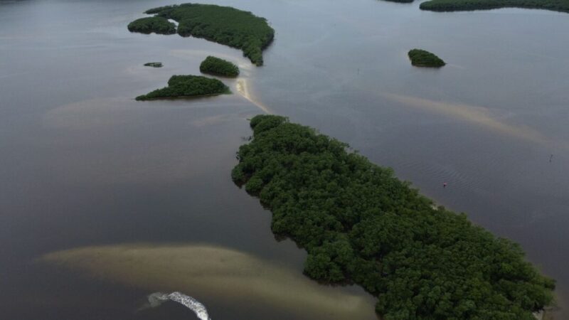 Cop17 avalia que ações globais contra crise da biodiversidade são insuficientes