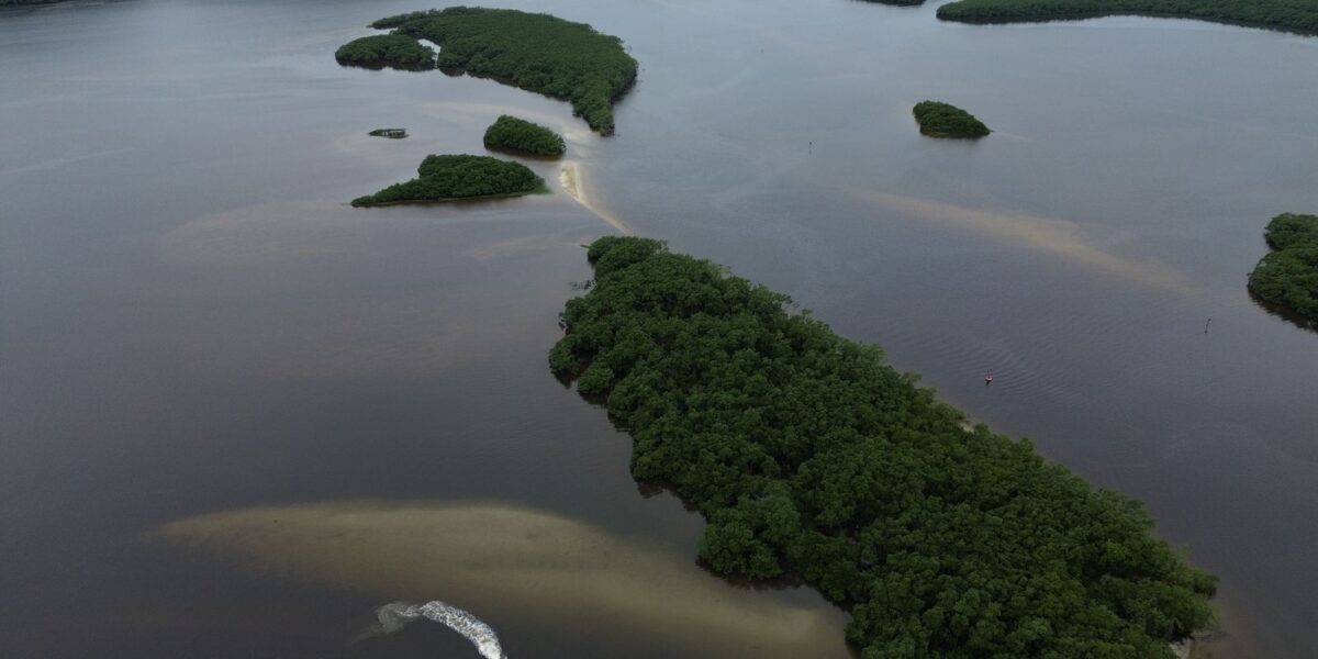 Cop17 avalia que ações globais contra crise da biodiversidade são insuficientes