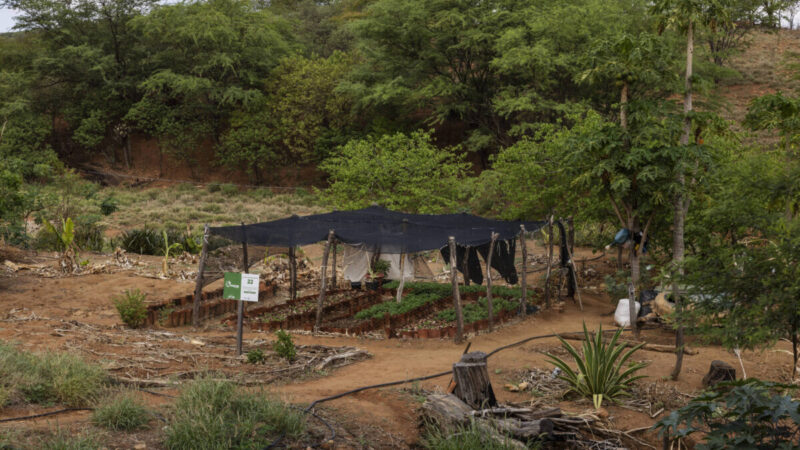 Projeto no Piauí transforma quintais em áreas férteis contra a seca