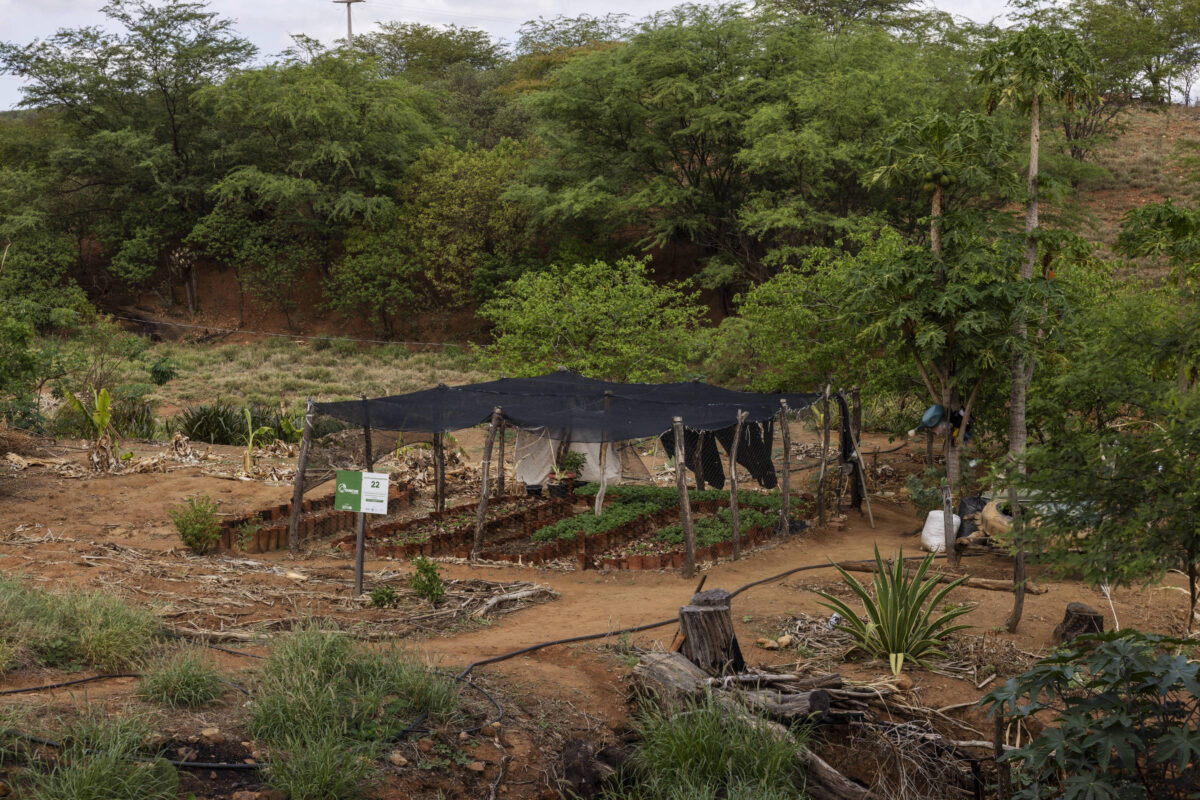 Projeto no Piauí transforma quintais em áreas férteis contra a seca