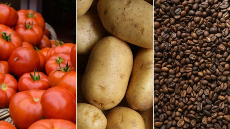 IPCA-15: tomate e batata disparam enquanto café fica mais barato