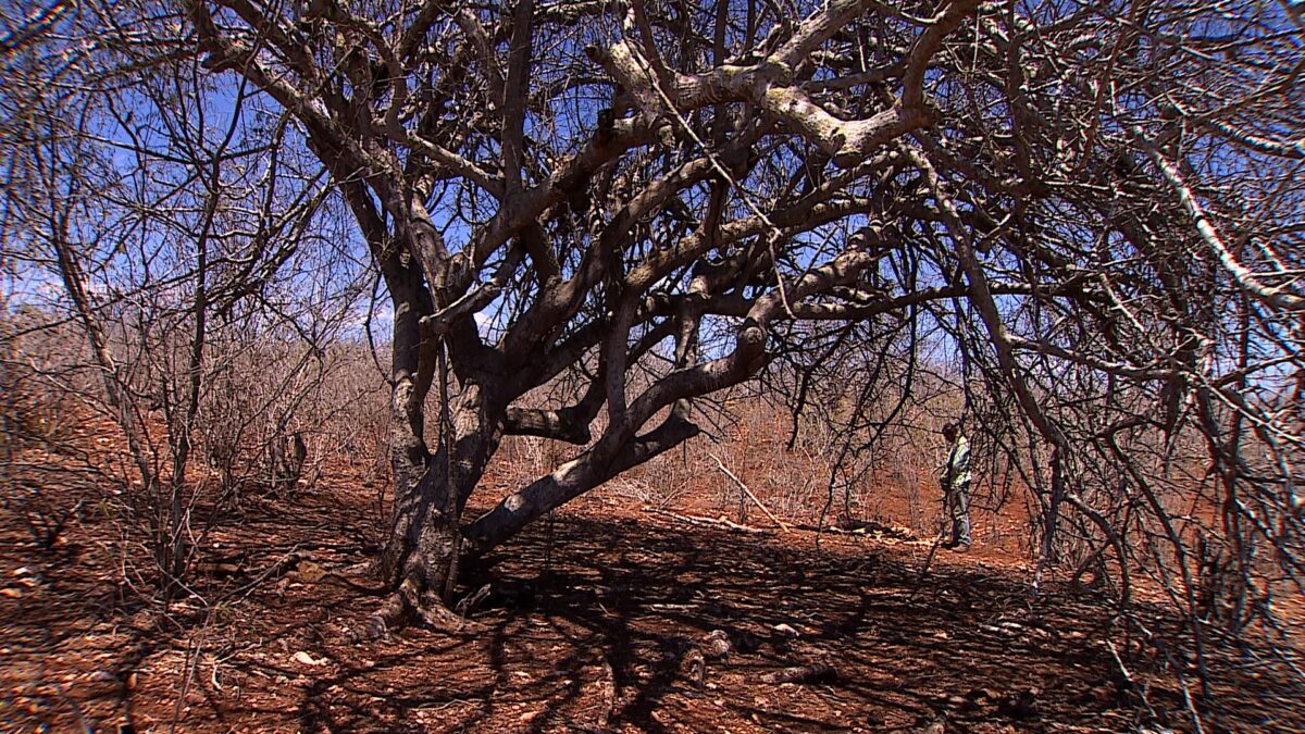 Seca extrema no Sertão de Sergipe devasta lavouras e faz produtores perderem gado
