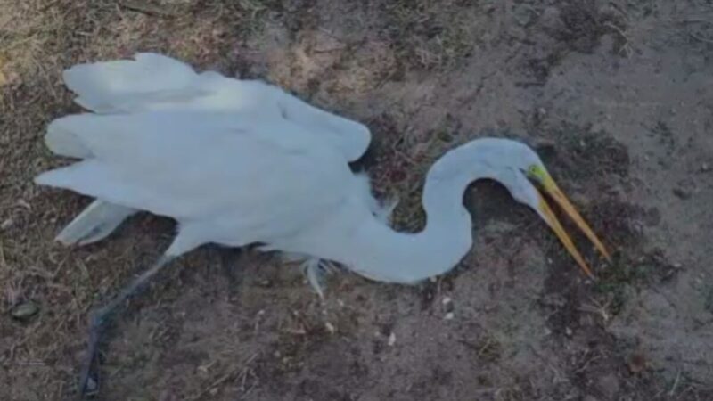 Garça debilitada é resgatada na orla da Atalaia em Aracaju
